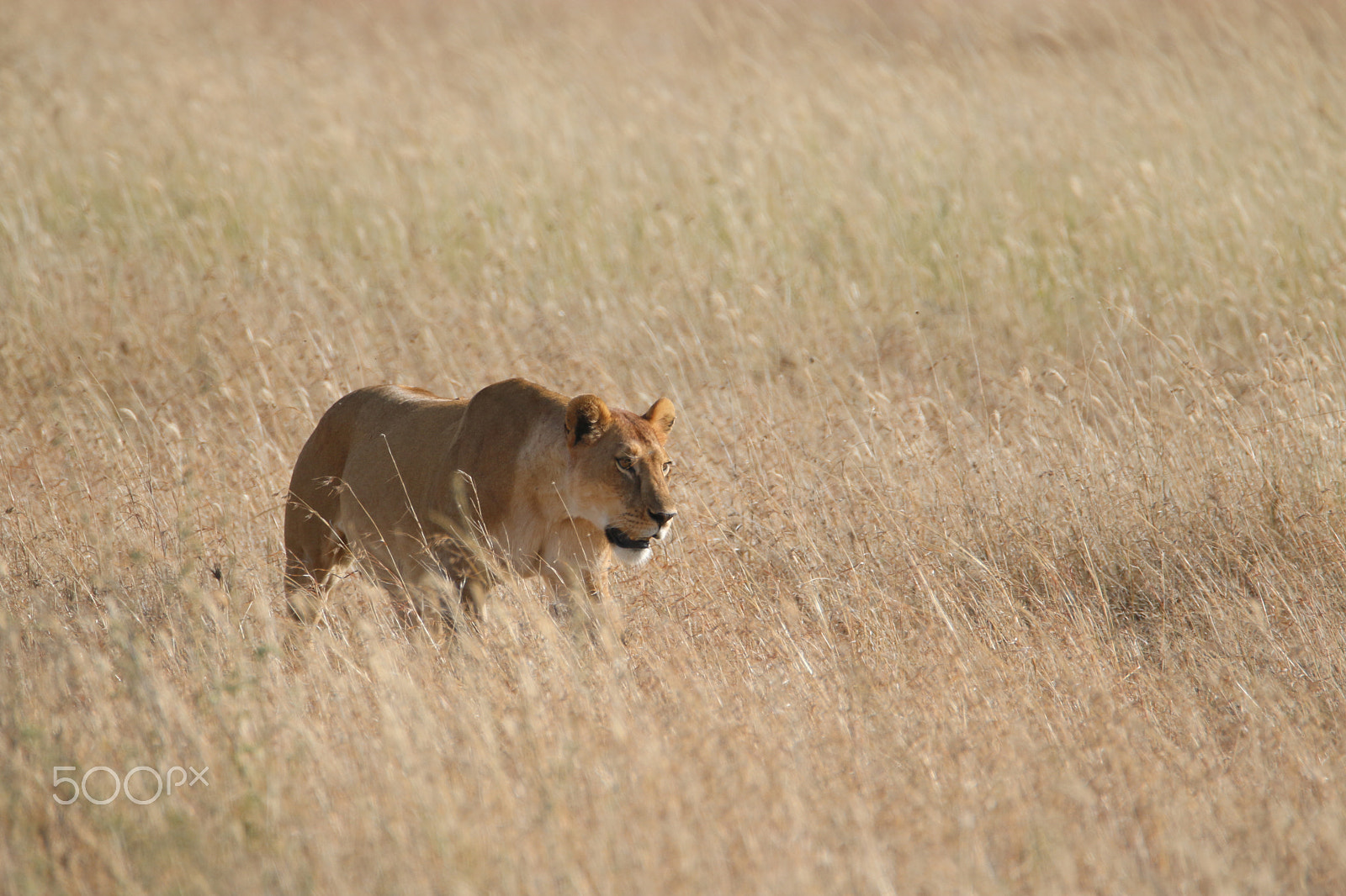 Tamron SP 150-600mm F5-6.3 Di VC USD sample photo. Mg photography