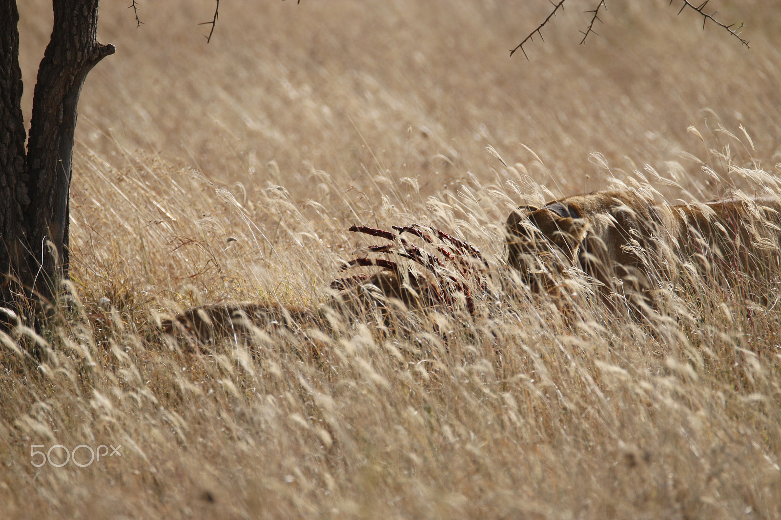 Tamron SP 150-600mm F5-6.3 Di VC USD sample photo. Mg photography