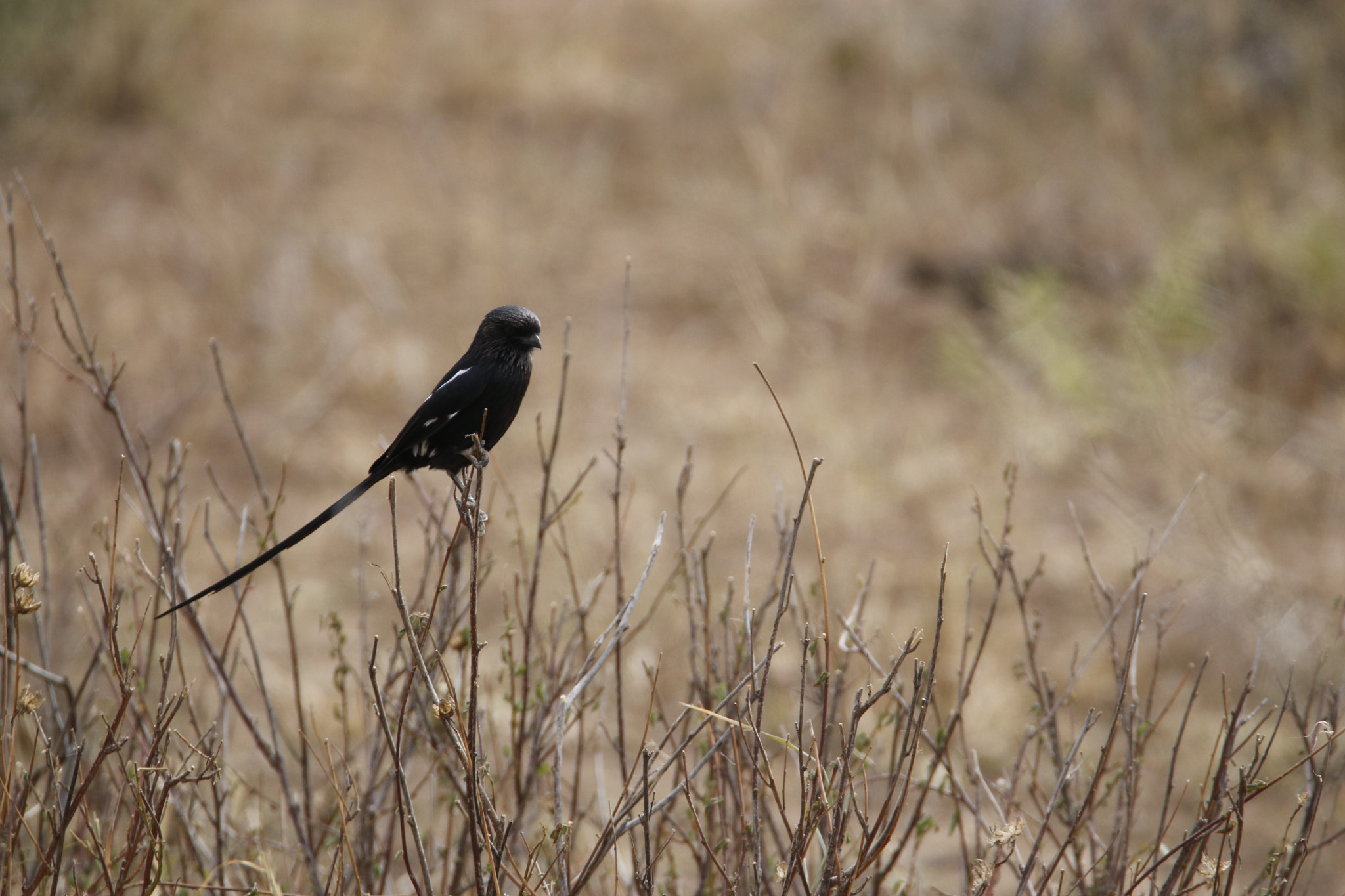 Tamron SP 150-600mm F5-6.3 Di VC USD sample photo. Mg photography