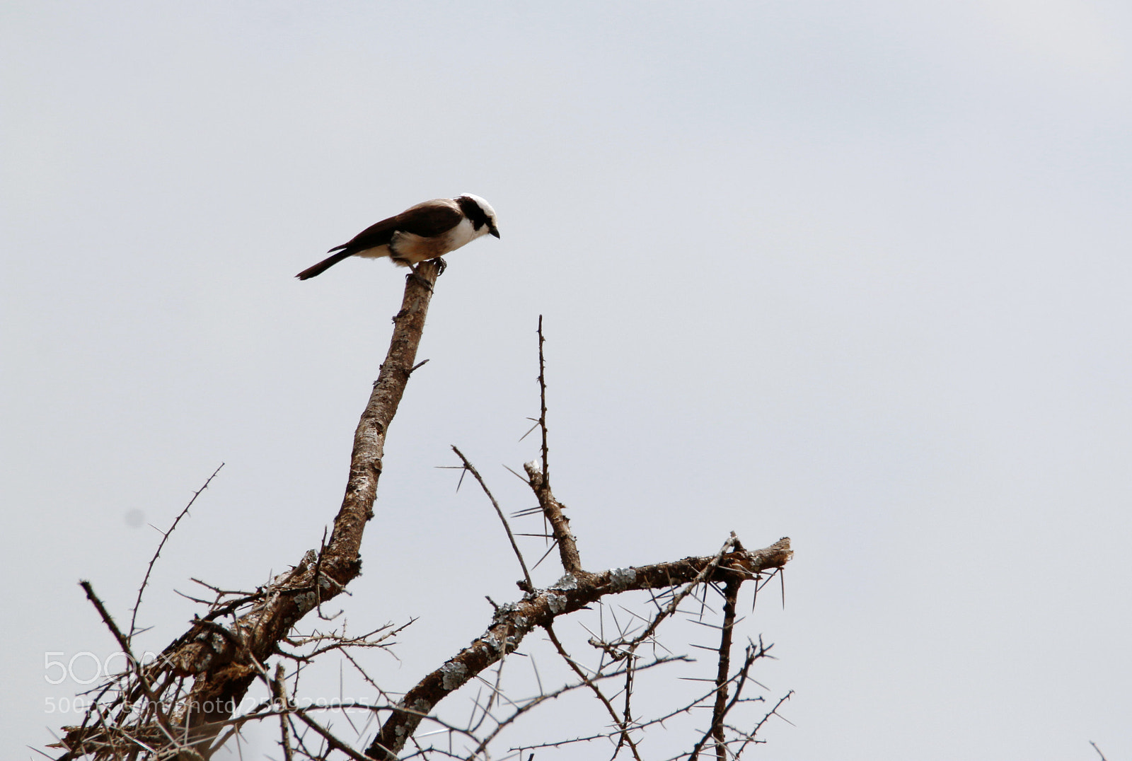 Canon EOS 70D sample photo. Mg photography