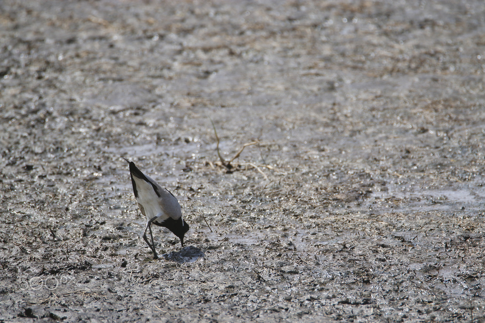 Tamron SP 150-600mm F5-6.3 Di VC USD sample photo. Mg photography