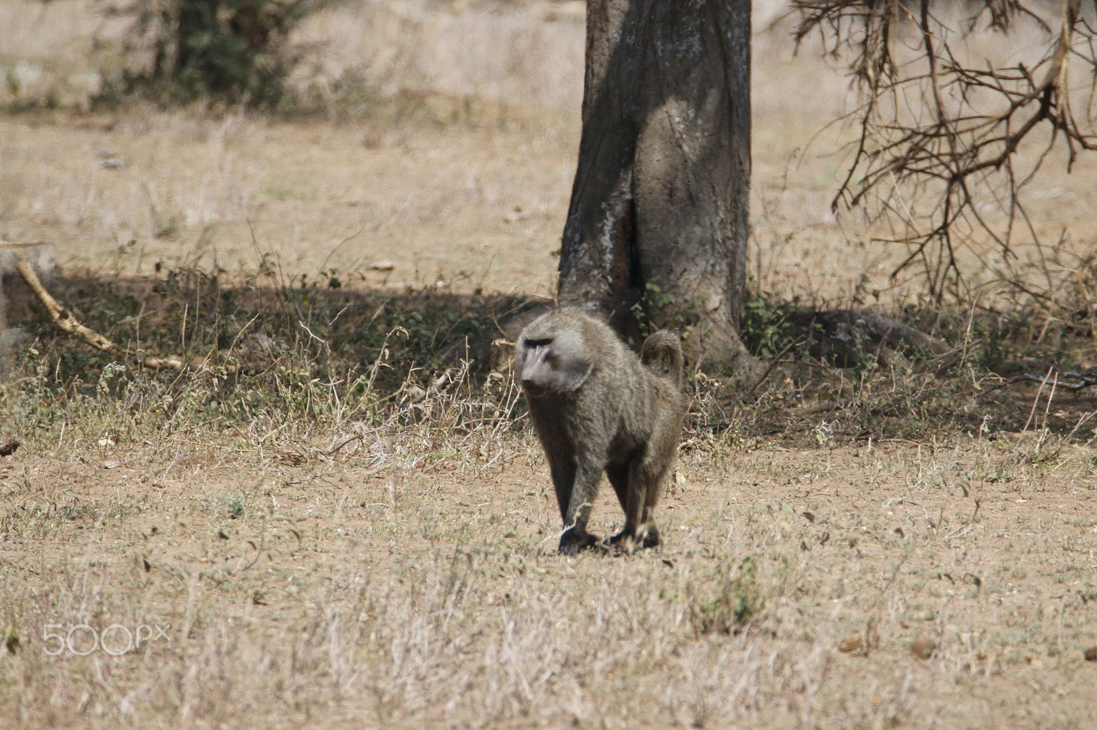 Tamron SP 150-600mm F5-6.3 Di VC USD sample photo. Mg photography