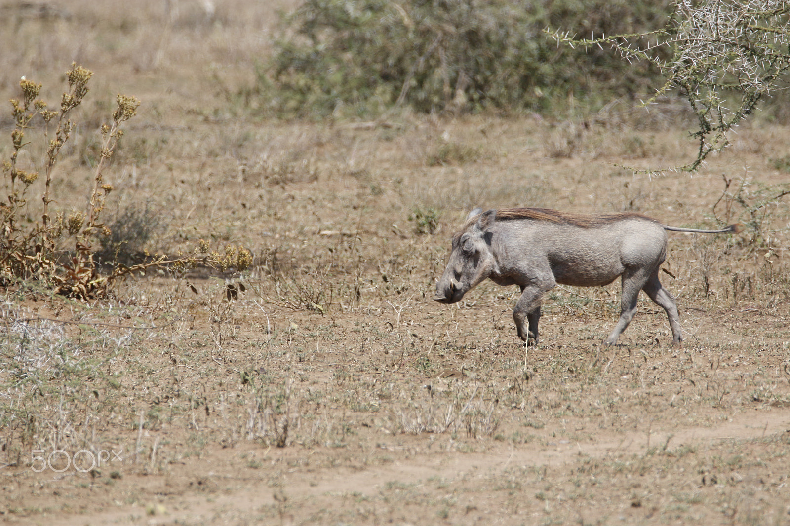 Tamron SP 150-600mm F5-6.3 Di VC USD sample photo. Mg photography
