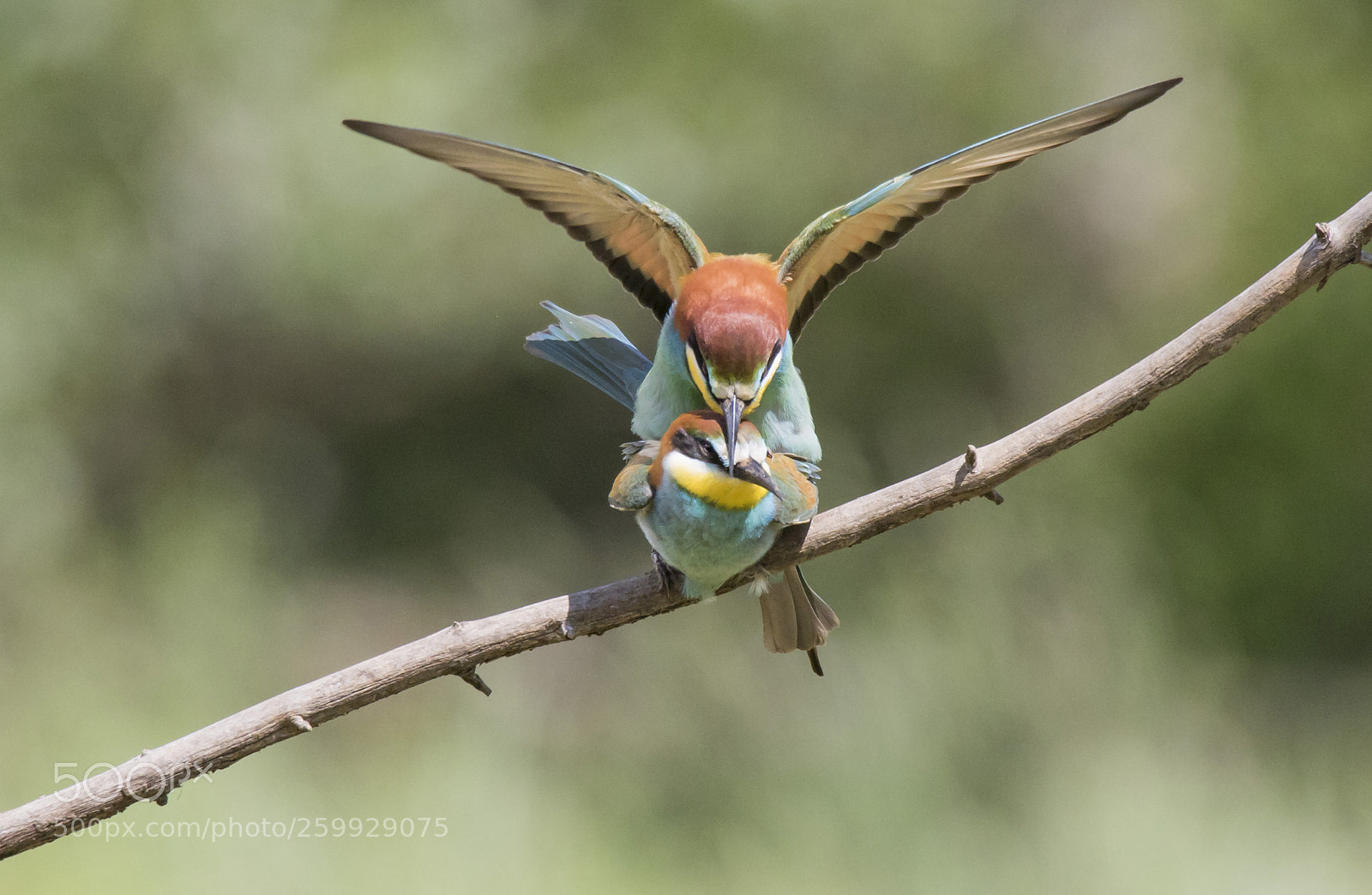 Canon EOS 7D Mark II sample photo. Bee eaters photography