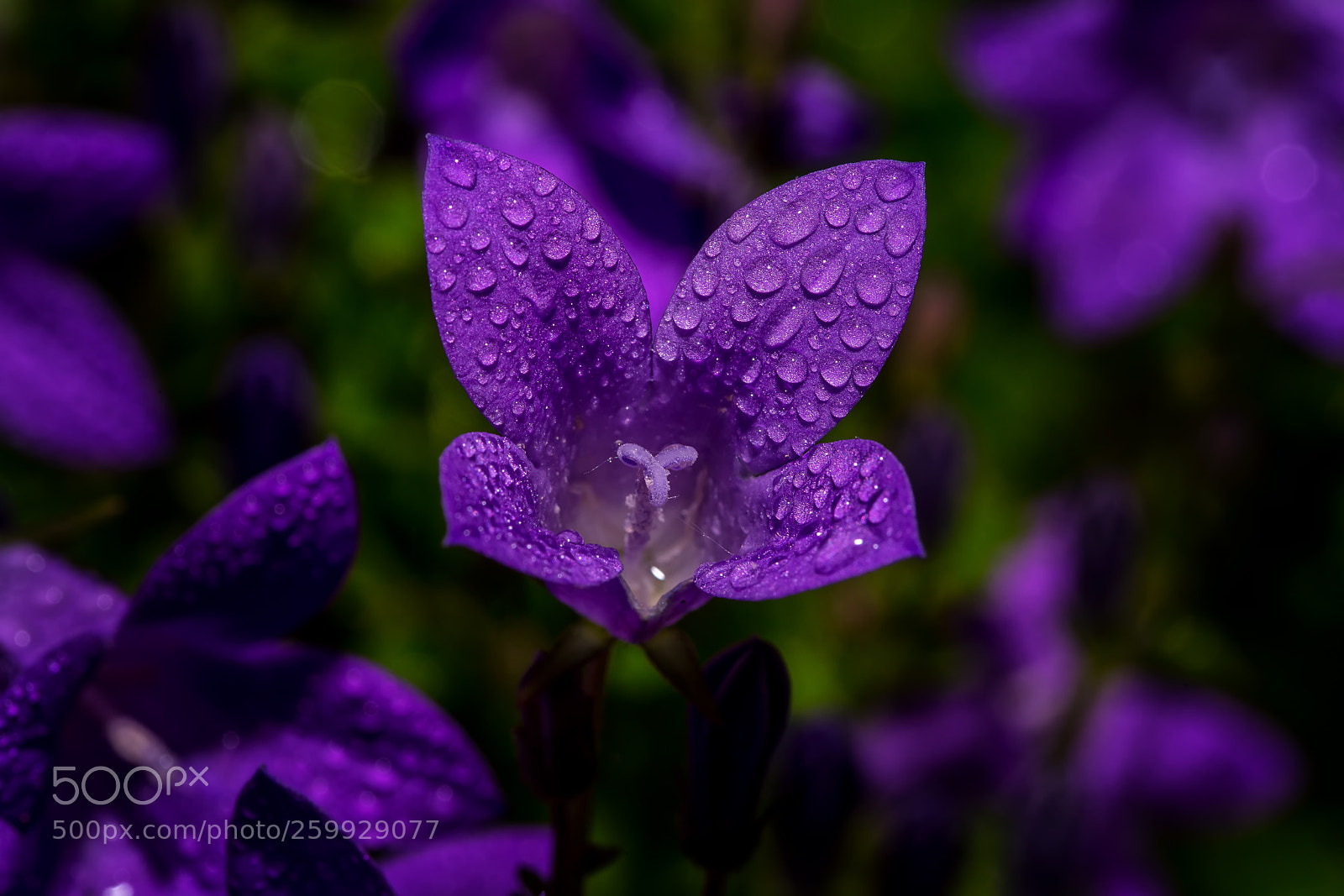 Sony a99 II sample photo. Raindrops on the blossom photography