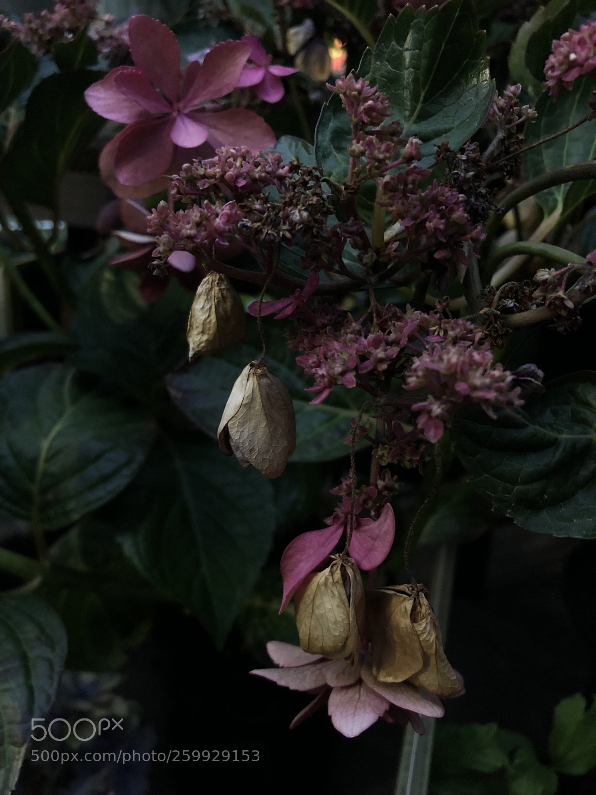 Apple iPhone X sample photo. Untitled photography
