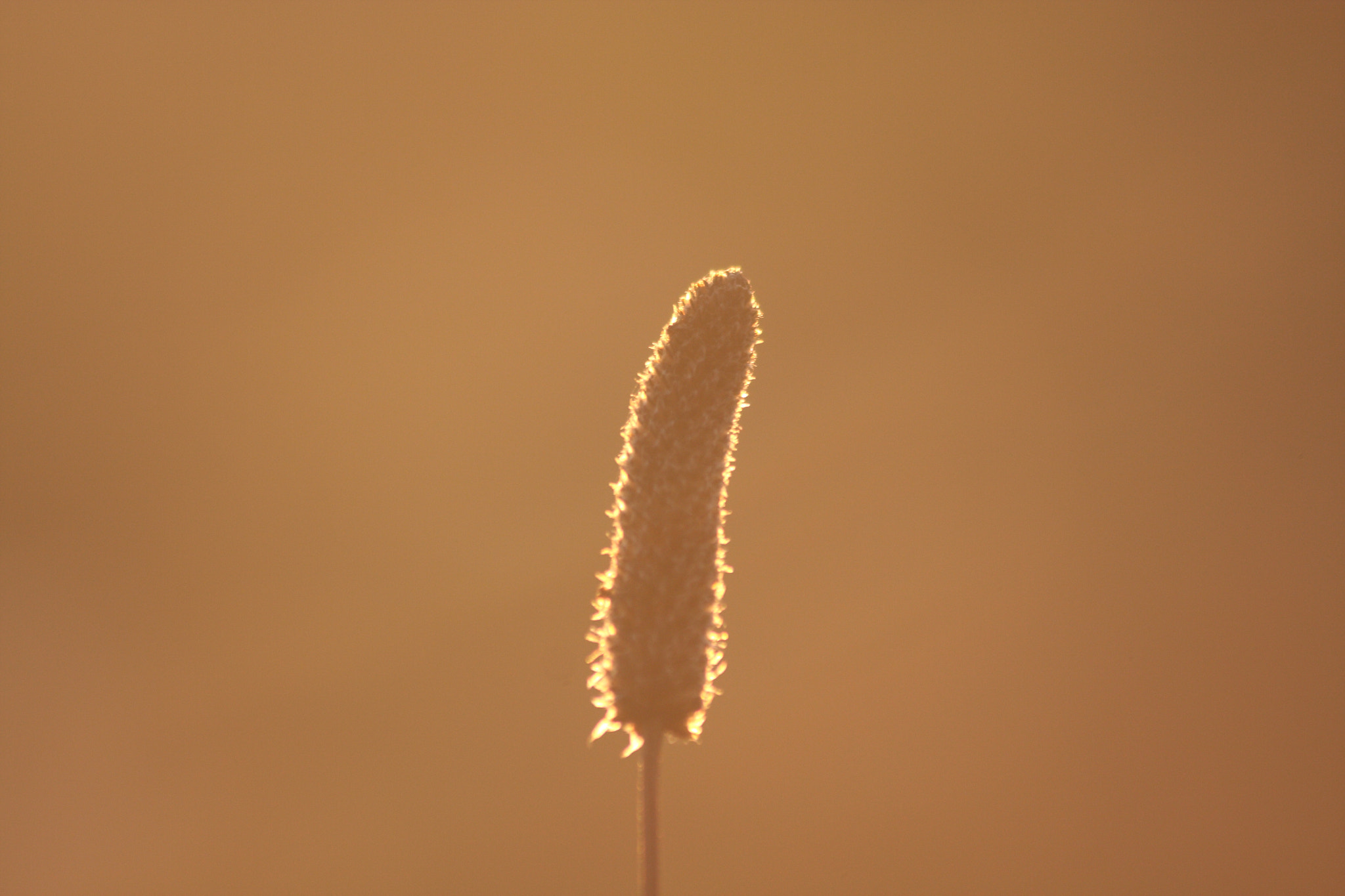 Canon EOS 40D sample photo. Controluce photography