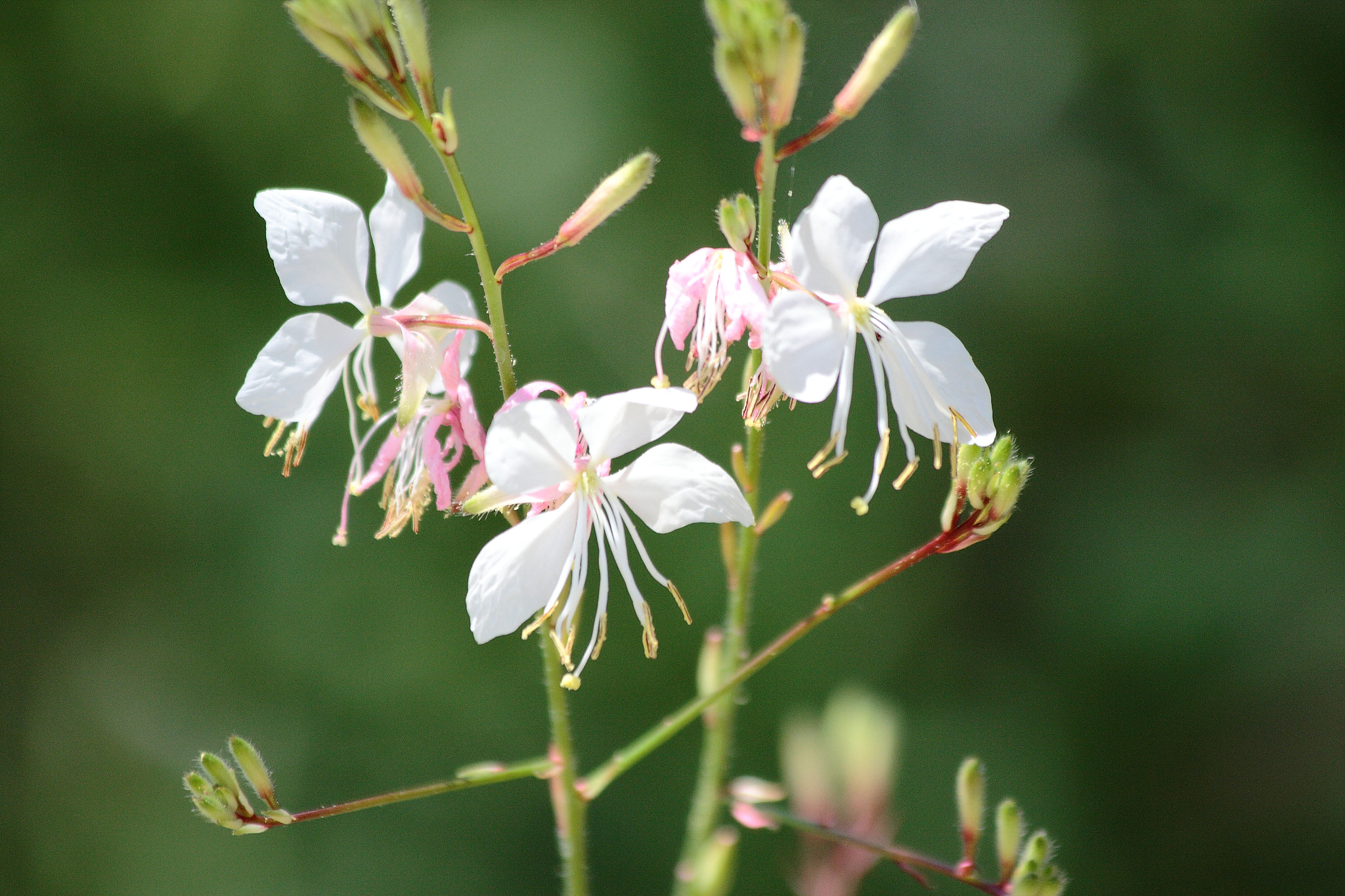 Canon EOS 40D sample photo. Flowers photography