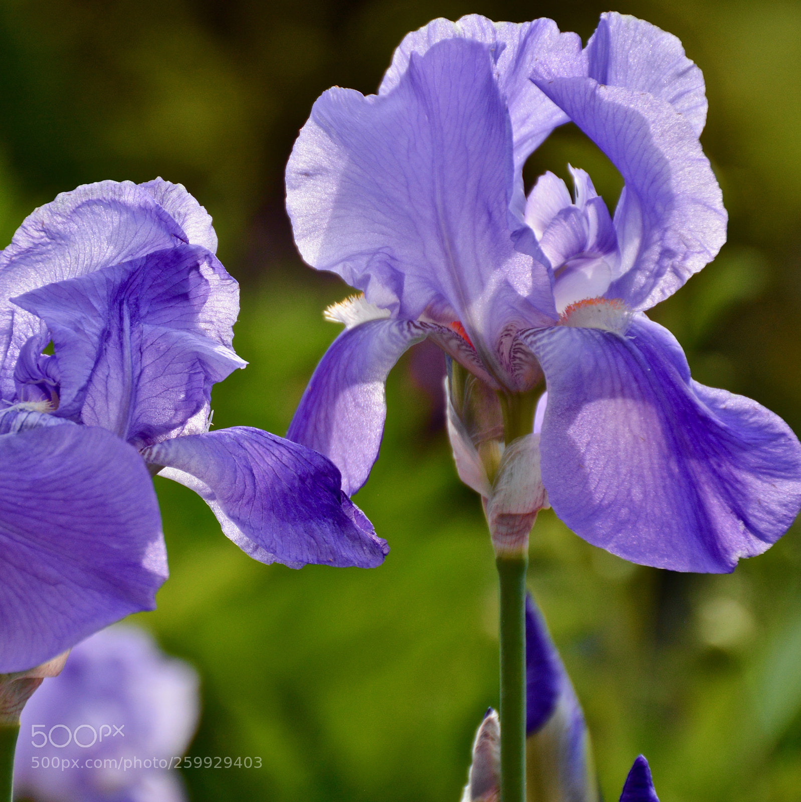 Nikon D7100 sample photo. Purple garden iris photography