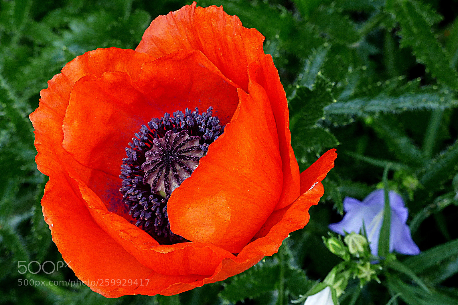 Panasonic Lumix DMC-FZ200 sample photo. Poppy. photography