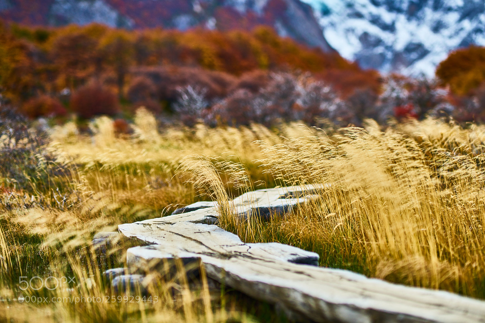 Sony a99 II sample photo. Landscape with autumn trees photography