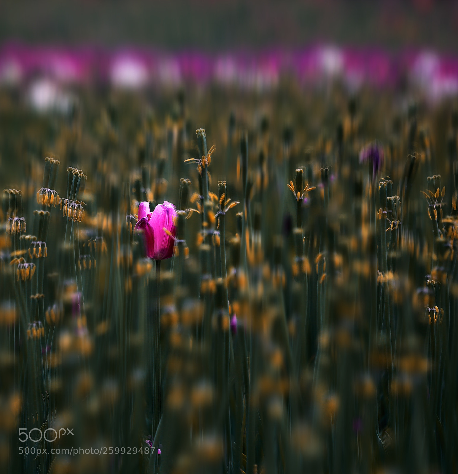 Canon EOS 5D Mark II sample photo. The flowers fade and photography