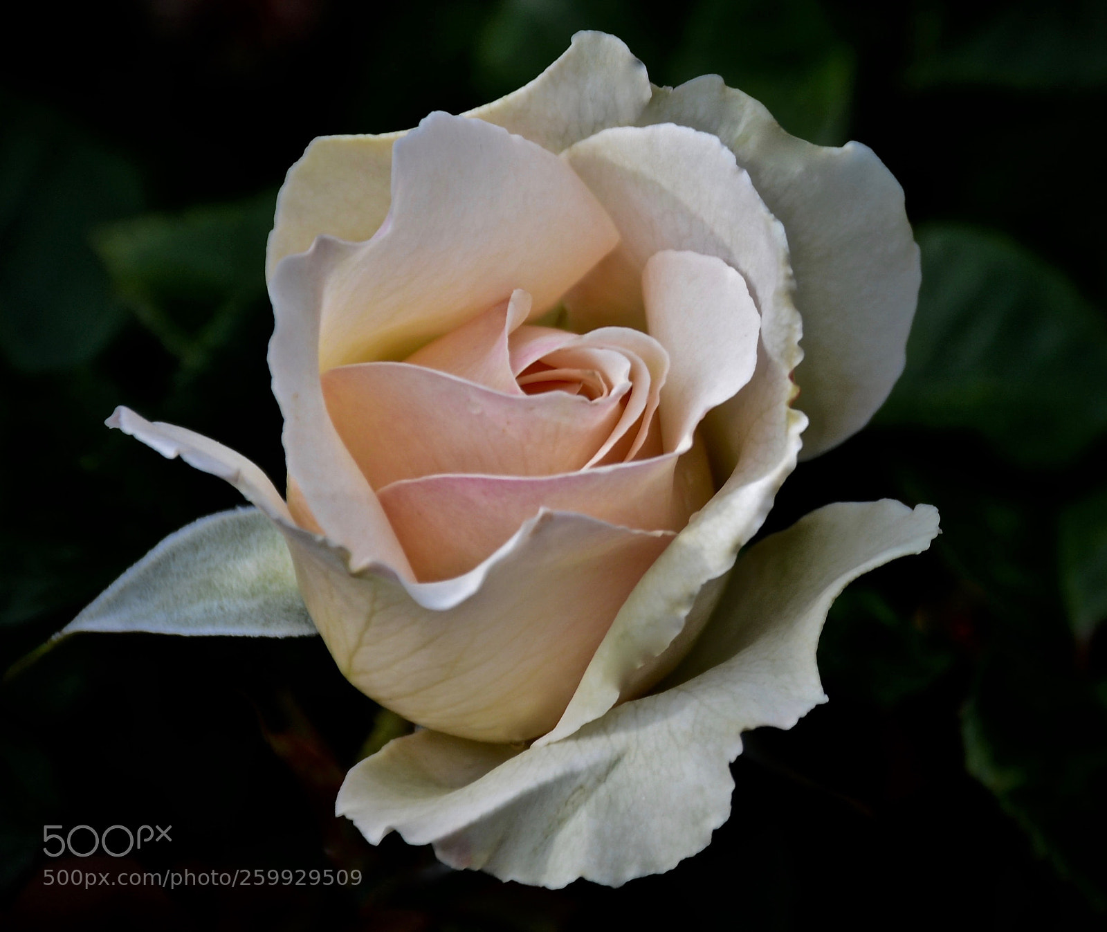 Nikon D7100 sample photo. Pinkrose photography