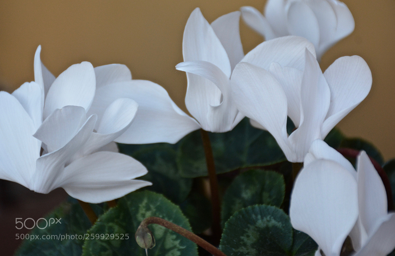 Nikon D7100 sample photo. Houseplant photography