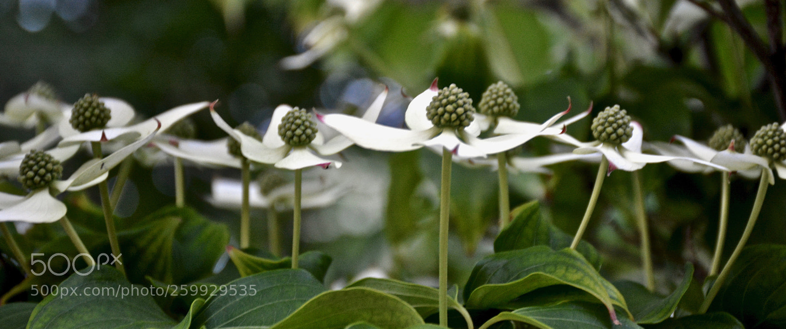 Nikon D7100 sample photo. Blooming tree 4 photography