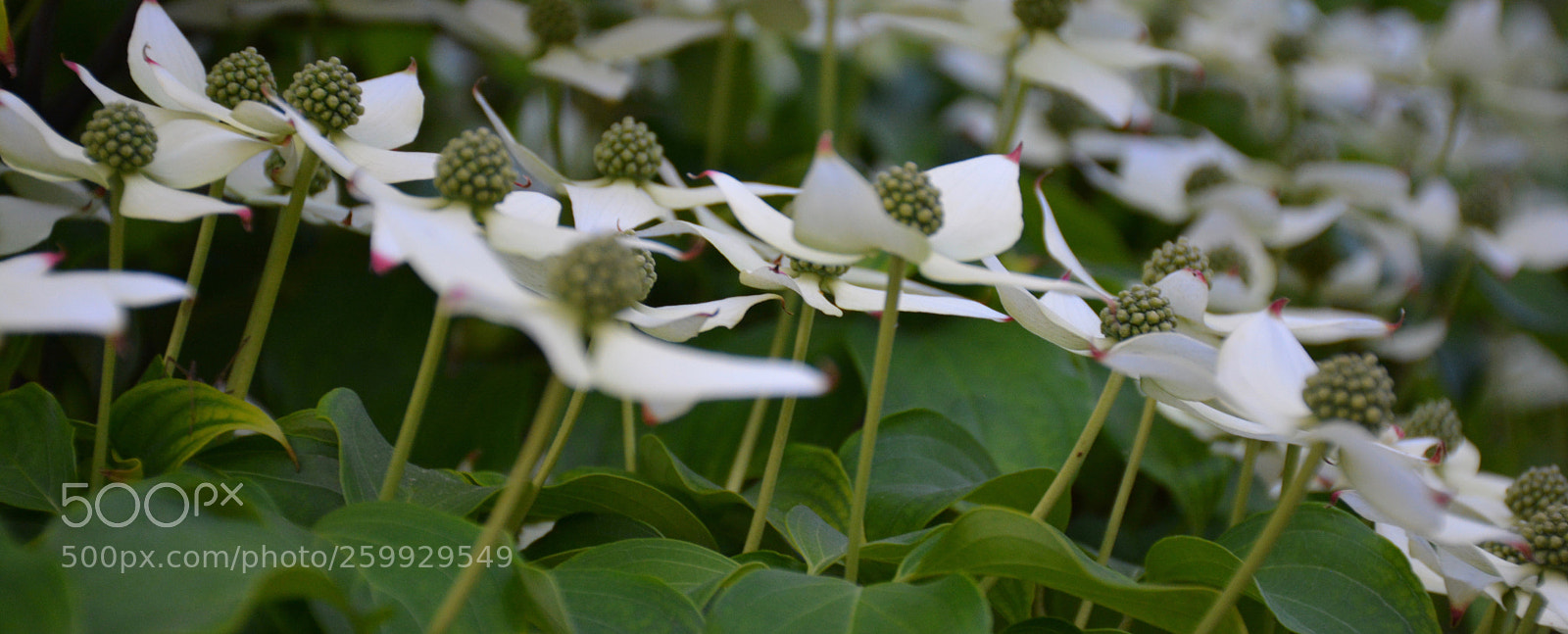Nikon D7100 sample photo. Blooming tree 3 photography