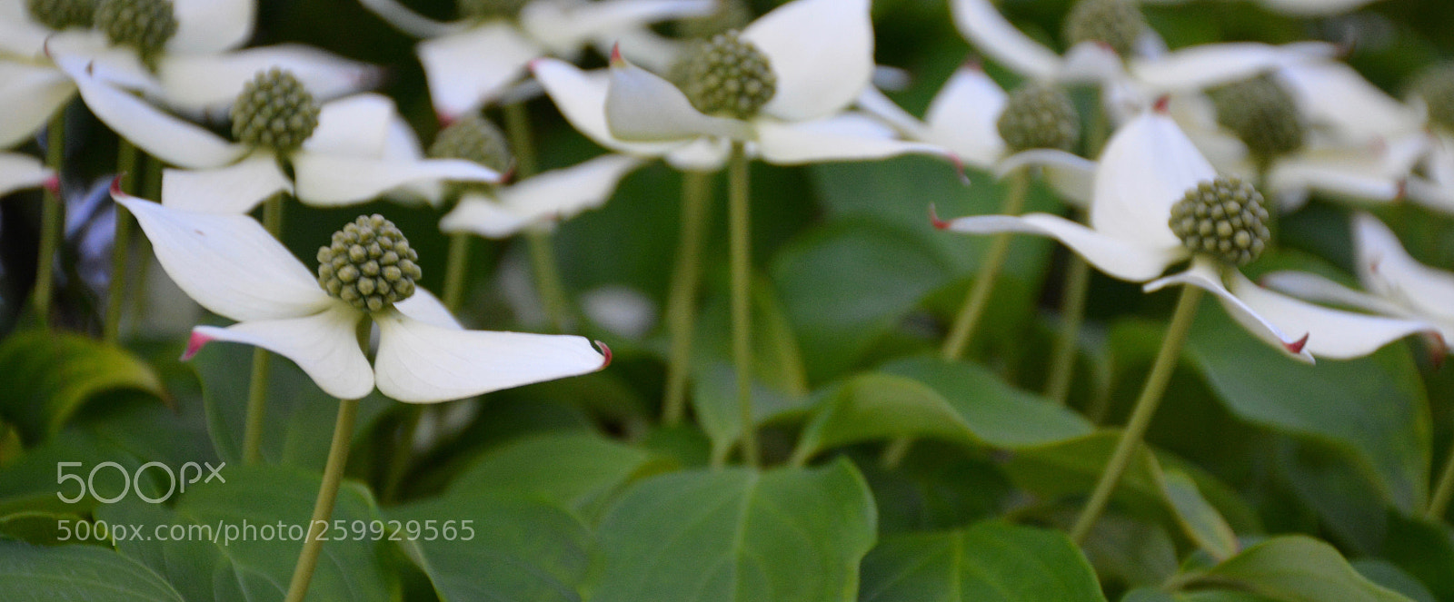 Nikon D7100 sample photo. Tree blooms 2 photography