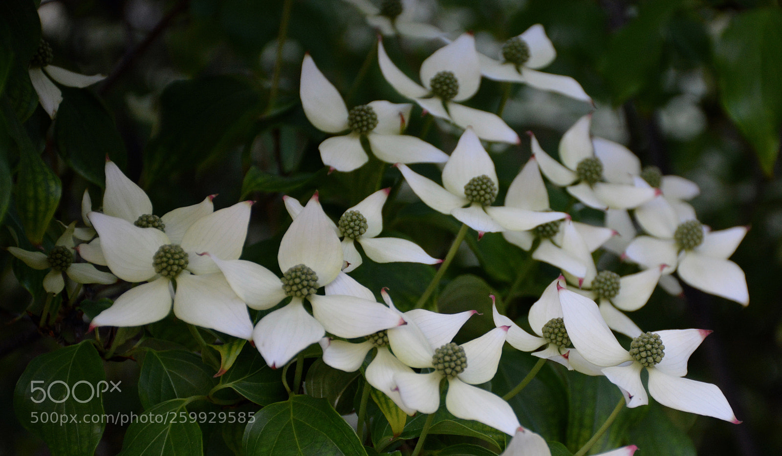 Nikon D7100 sample photo. Tree blooms photography