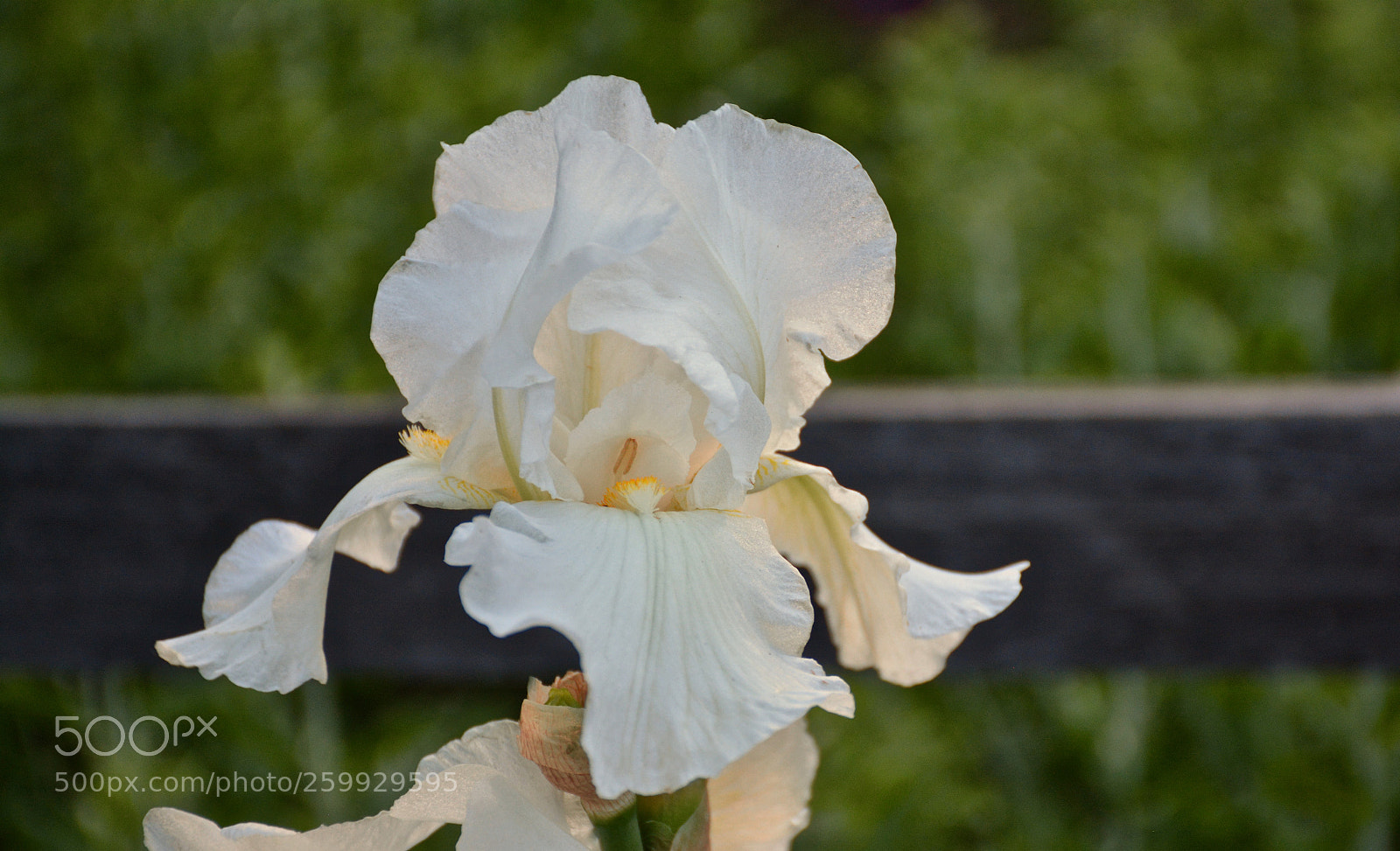 Nikon D7100 sample photo. Beige blush photography