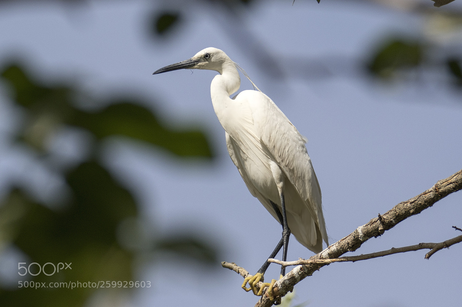 Canon EOS 7D Mark II sample photo. Heron photography