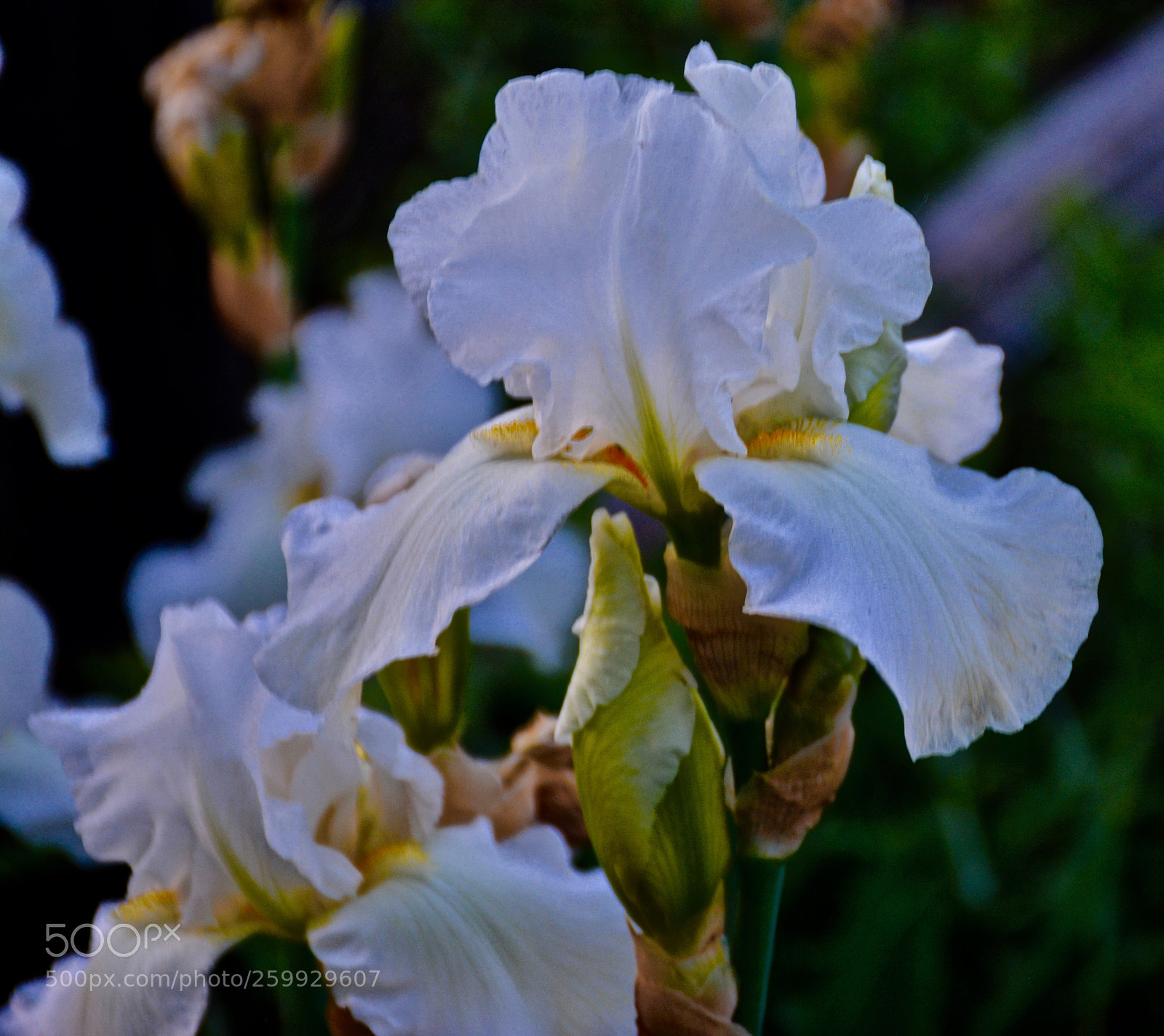 Nikon D7100 sample photo. Dressed in white photography