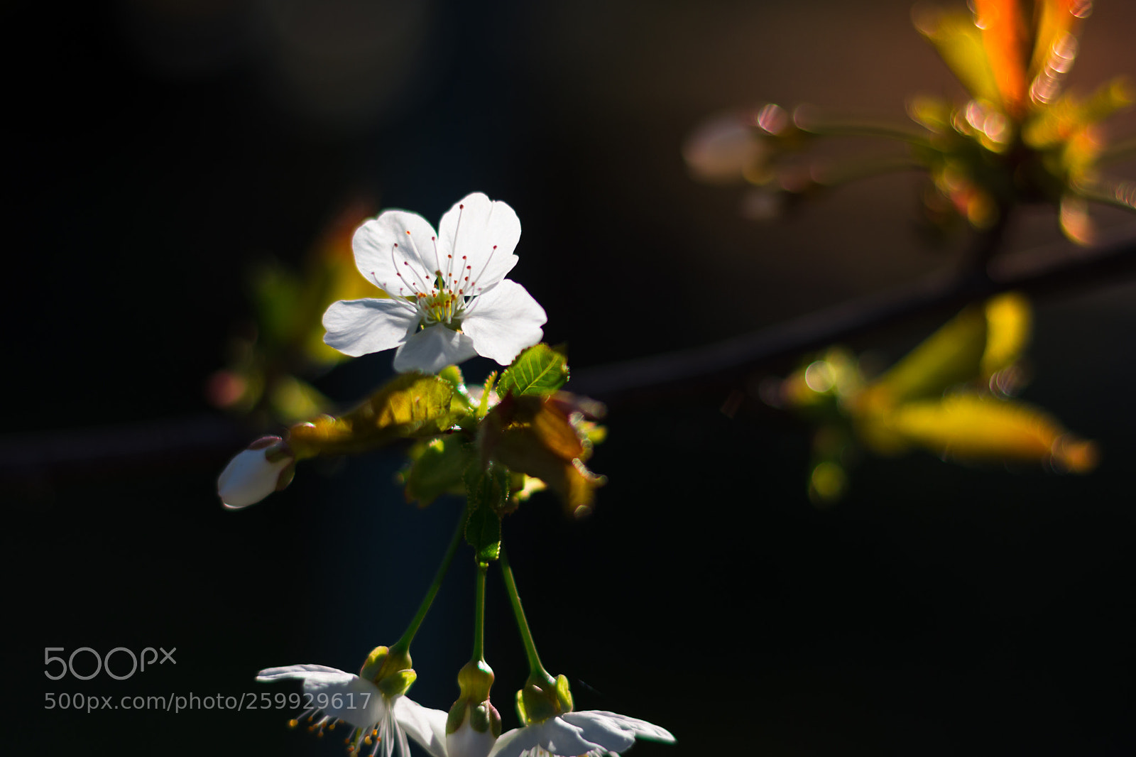 Nikon D7200 sample photo. Cherry blossom photography