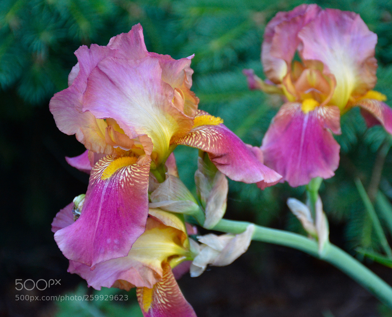Nikon D7100 sample photo. Three amigos photography