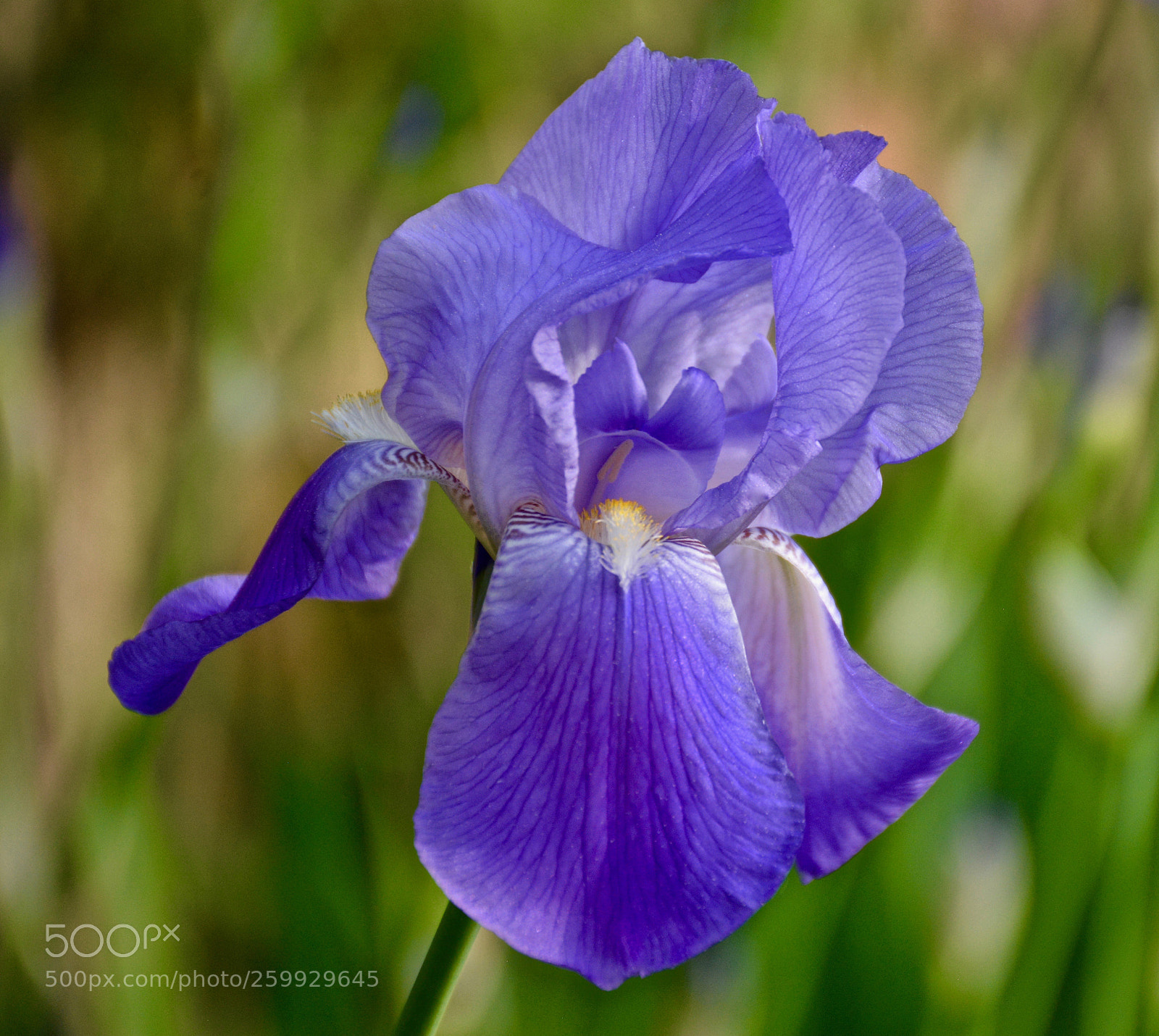 Nikon D7100 sample photo. In full bloom photography