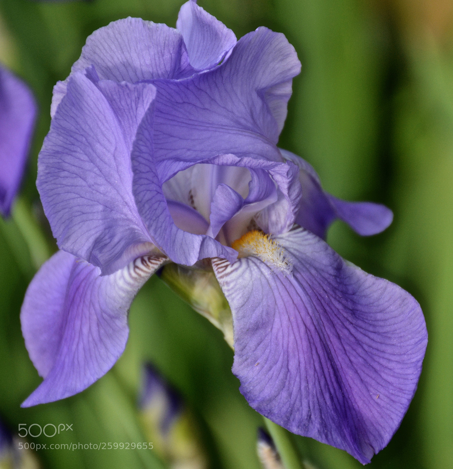 Nikon D7100 sample photo. Lavender iris photography