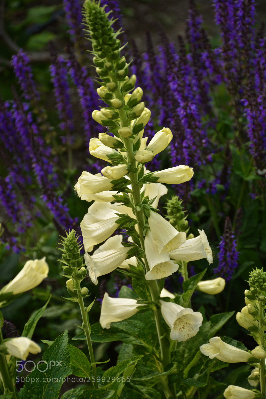 Nikon D7100 sample photo. Garden bells photography