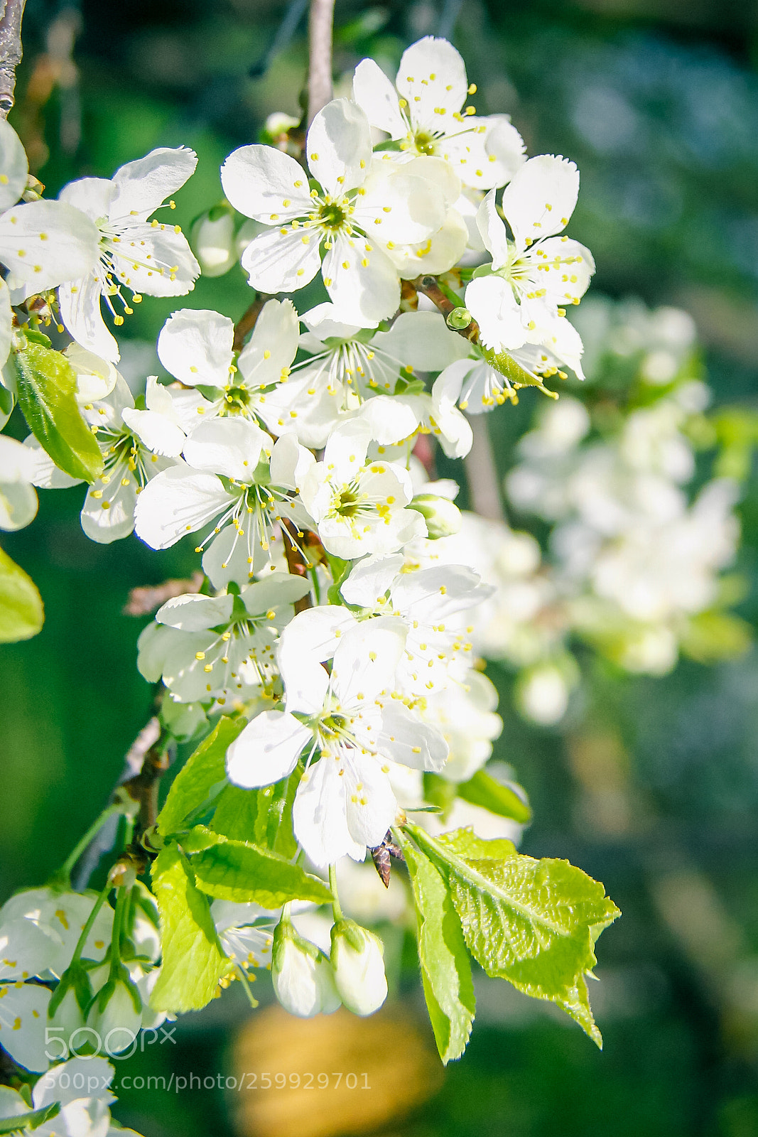 Canon EOS 60D sample photo. Moscow spring photography