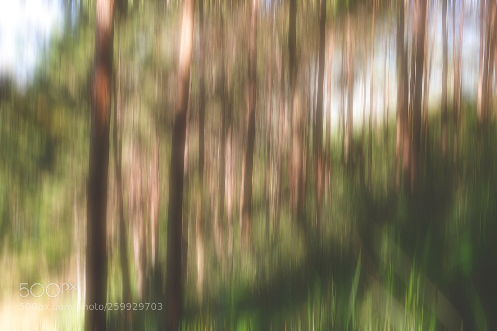 Fujifilm X100S sample photo. Into the wood photography