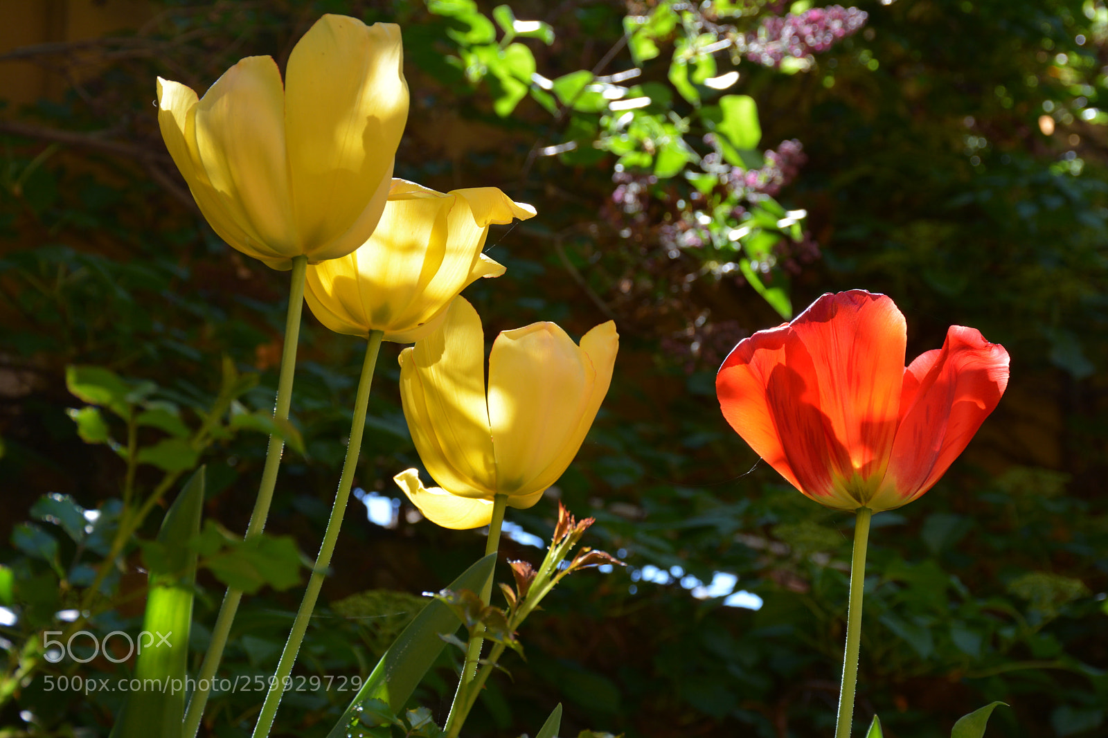 Nikon D7100 sample photo. Garden tulips/afternoon shade photography
