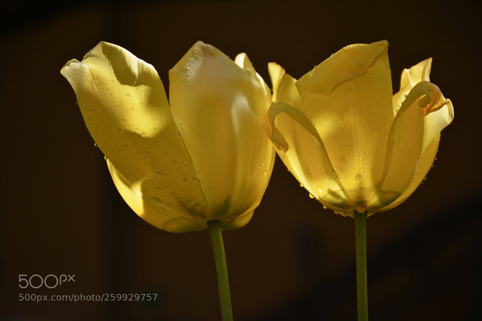 Nikon D7100 sample photo. Yellow tulips/afternoon shade photography