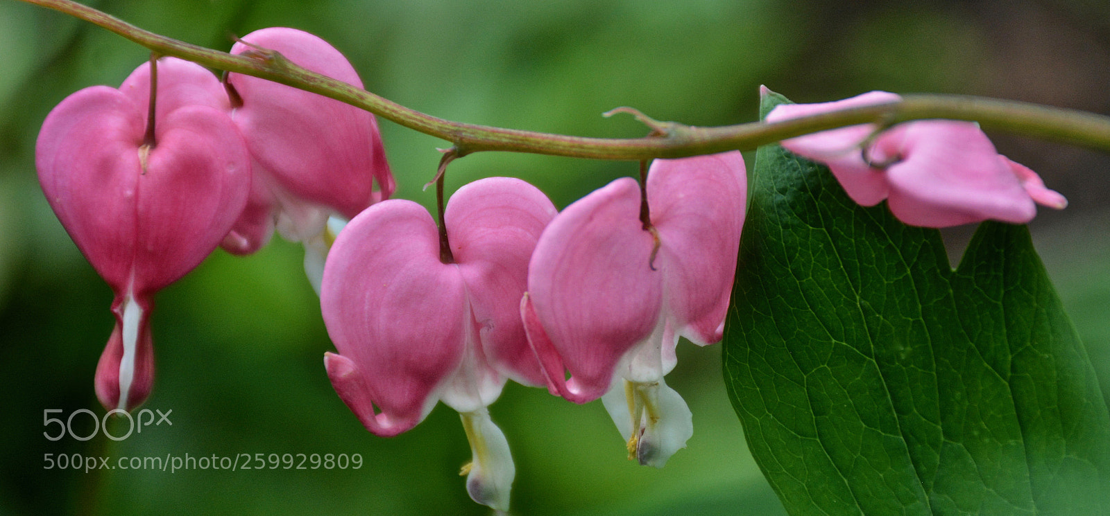 Nikon D7100 sample photo. Bleeding hearts 2 photography