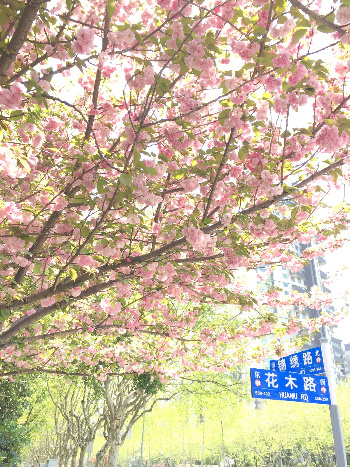 Apple iPhone 6 sample photo. Img photography