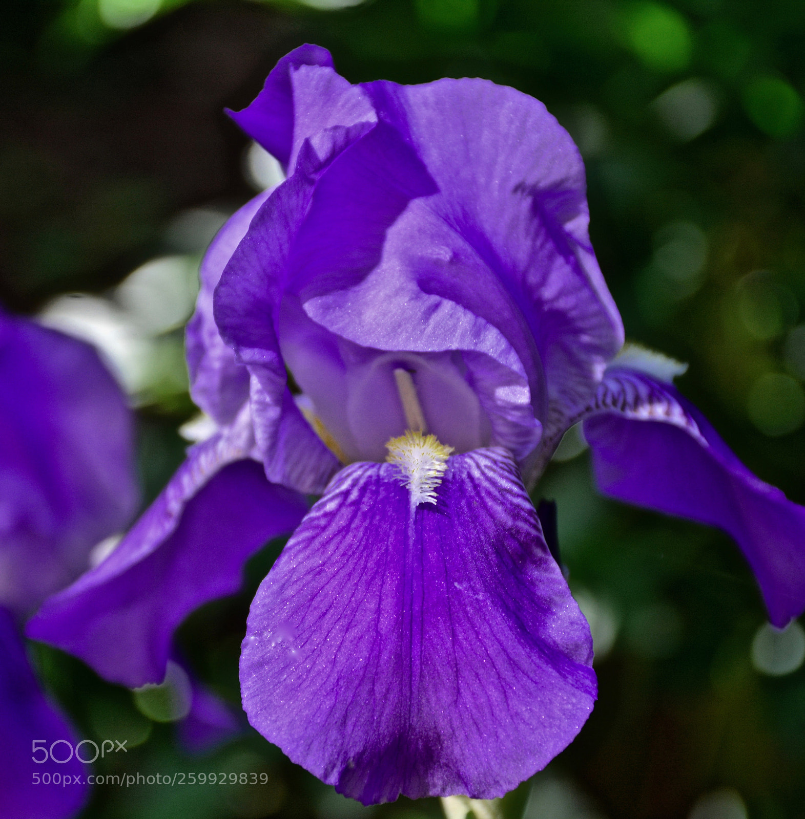 Nikon D7100 sample photo. Purple iris photography