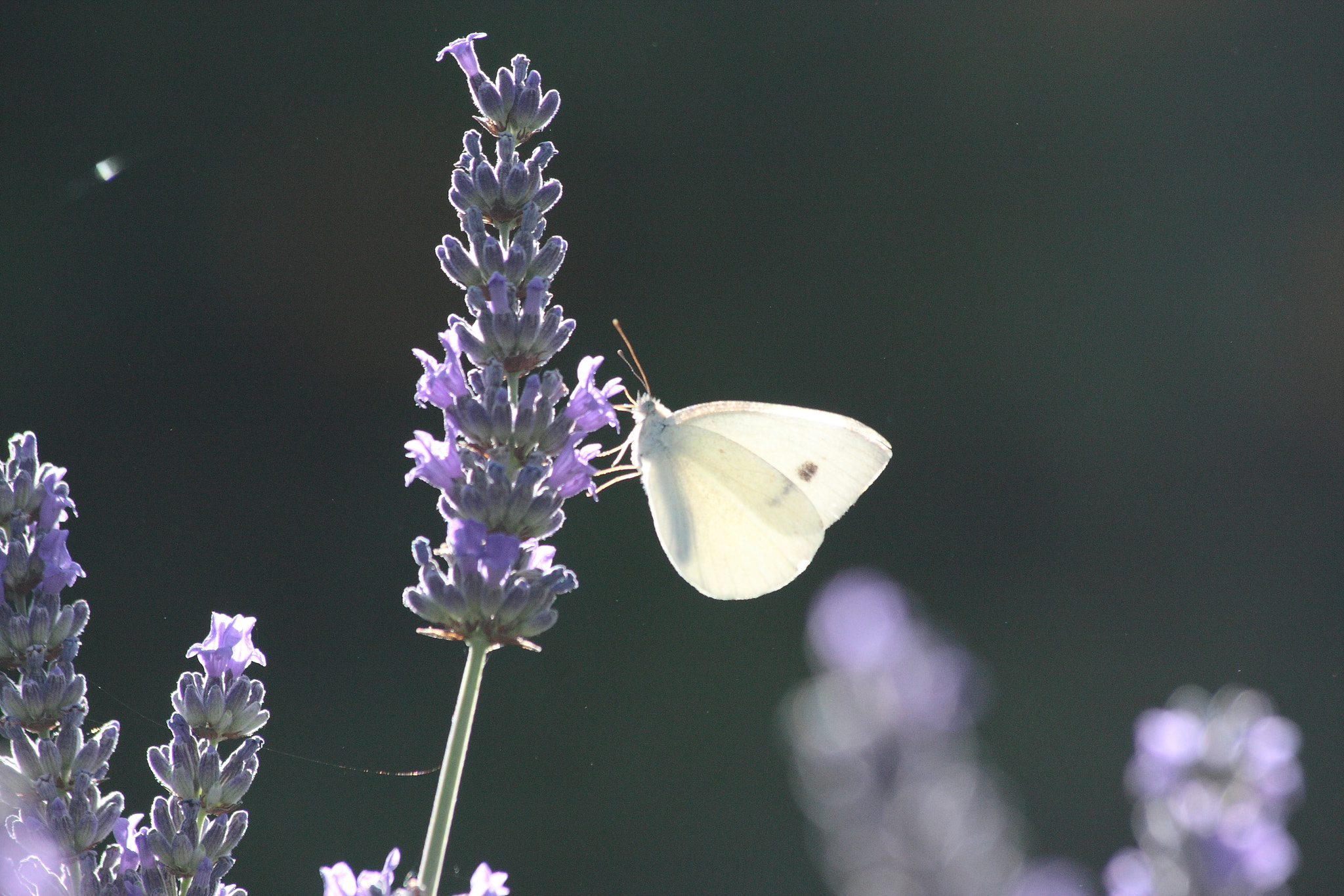 Canon EOS 40D + Canon EF 70-300mm F4-5.6 IS USM sample photo. Butterfly photography