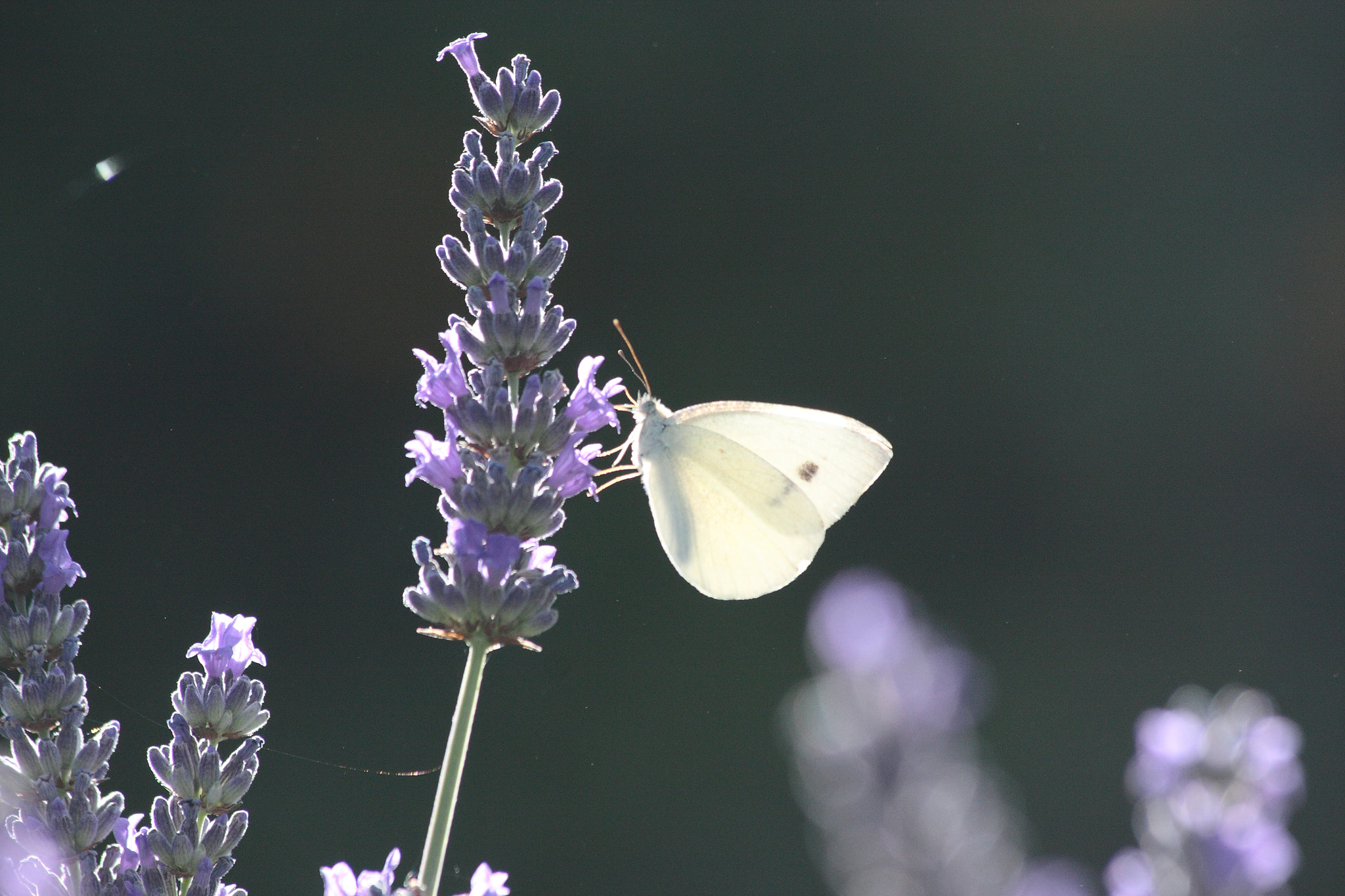 Canon EOS 40D sample photo. Butterfly photography
