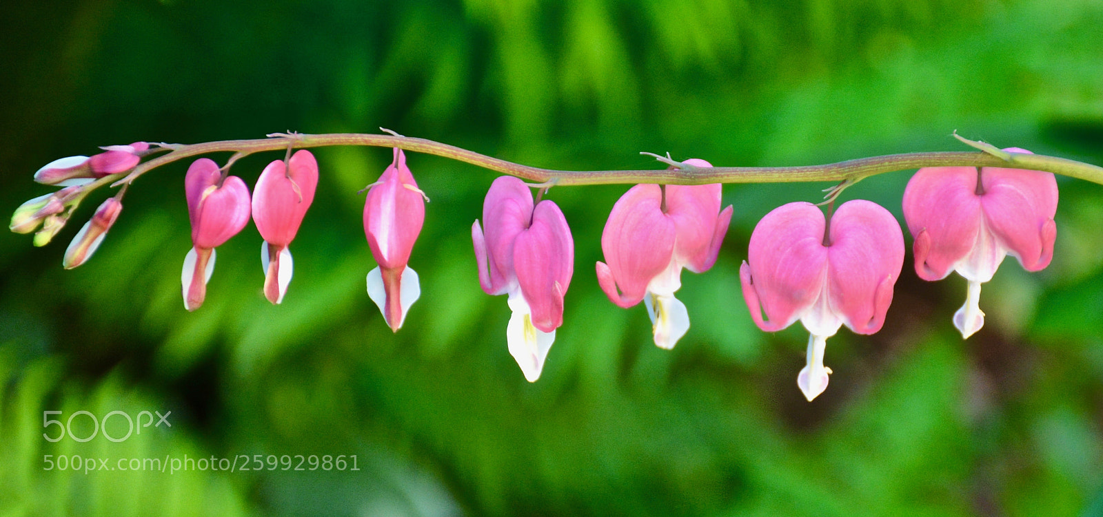 Nikon D7100 sample photo. Bleeding hearts photography