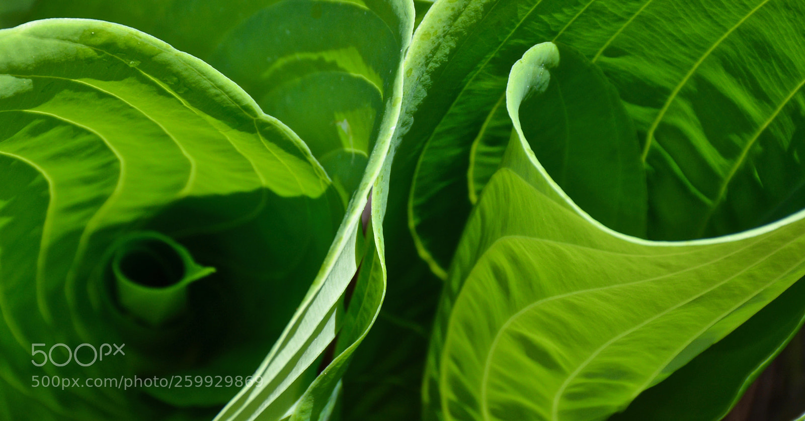 Nikon D7100 sample photo. Garden abstract photography