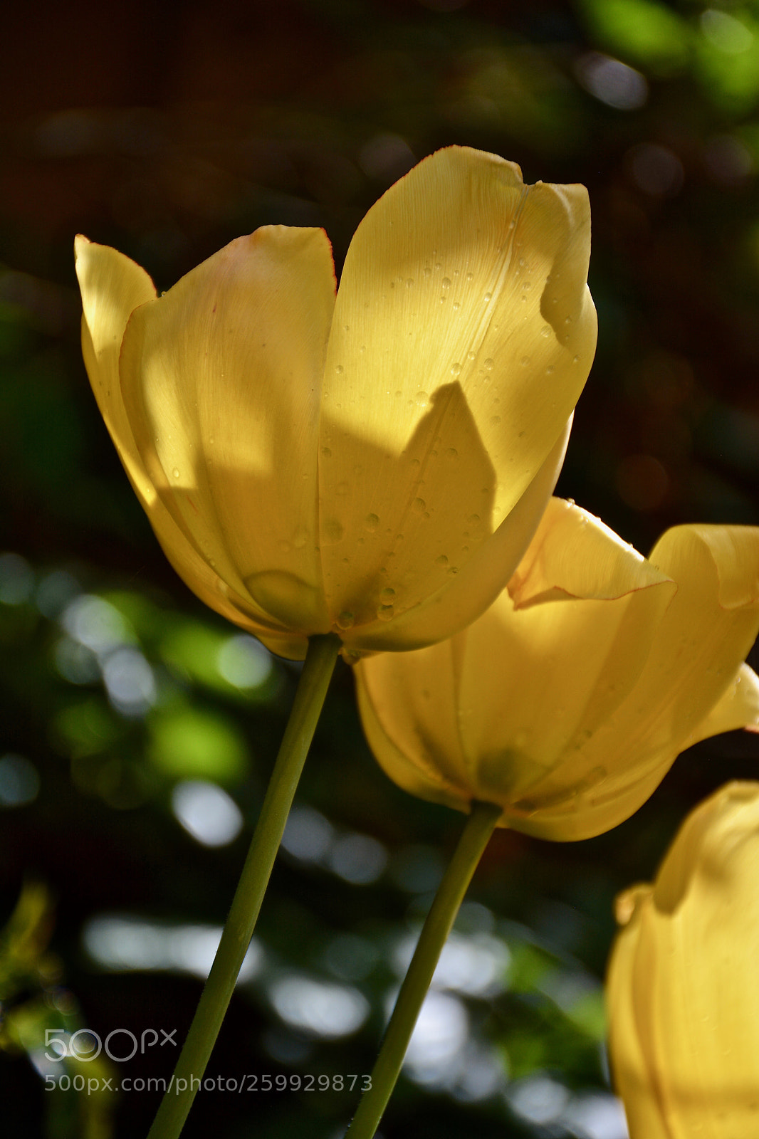 Nikon D7100 sample photo. Yellow garden tulips photography