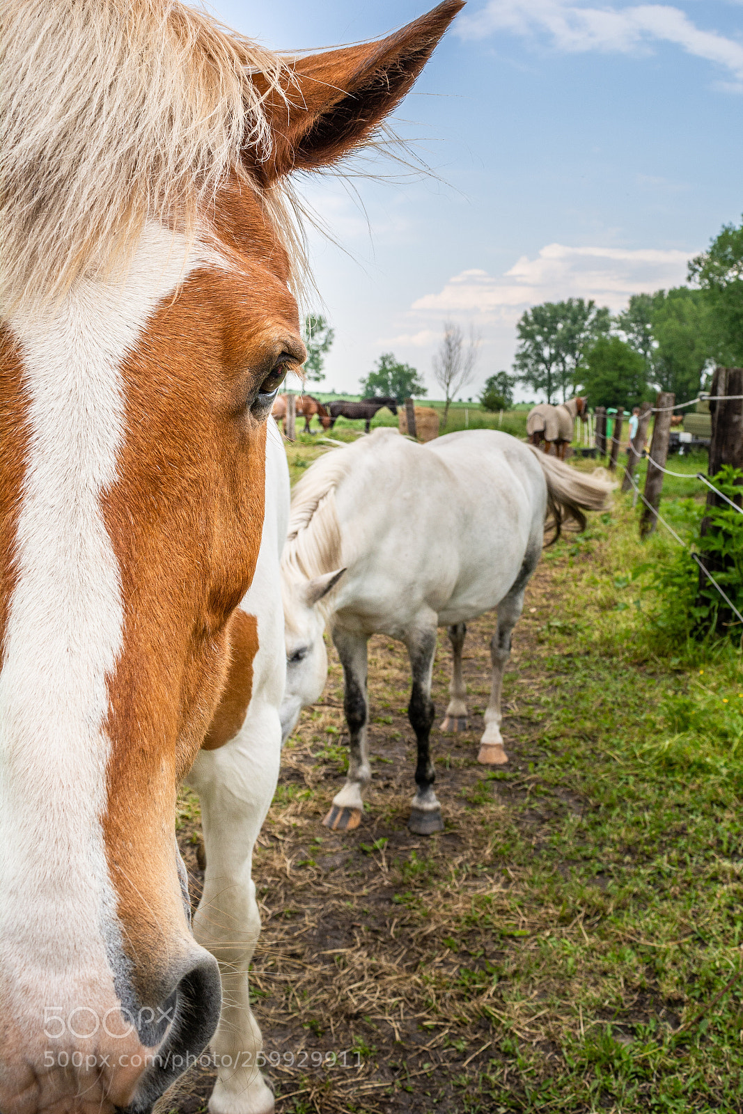 Nikon D5200 sample photo. Pferd photography