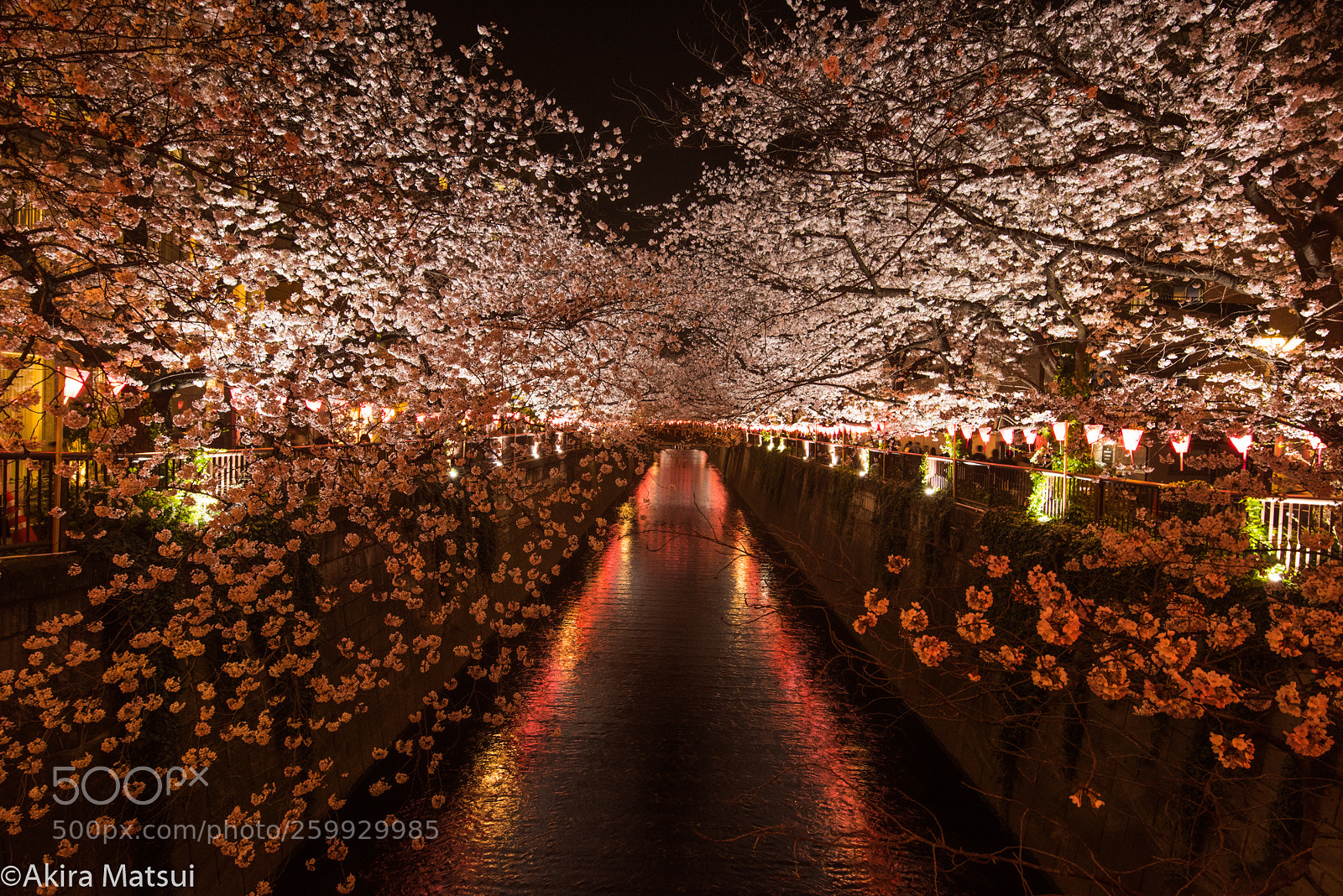Nikon D810 sample photo. Cherry blossoms in tokyo photography