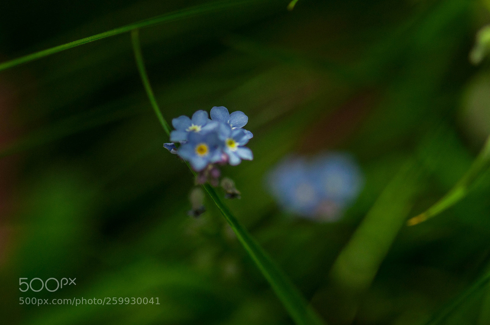 Nikon D90 sample photo. Blue flower photography