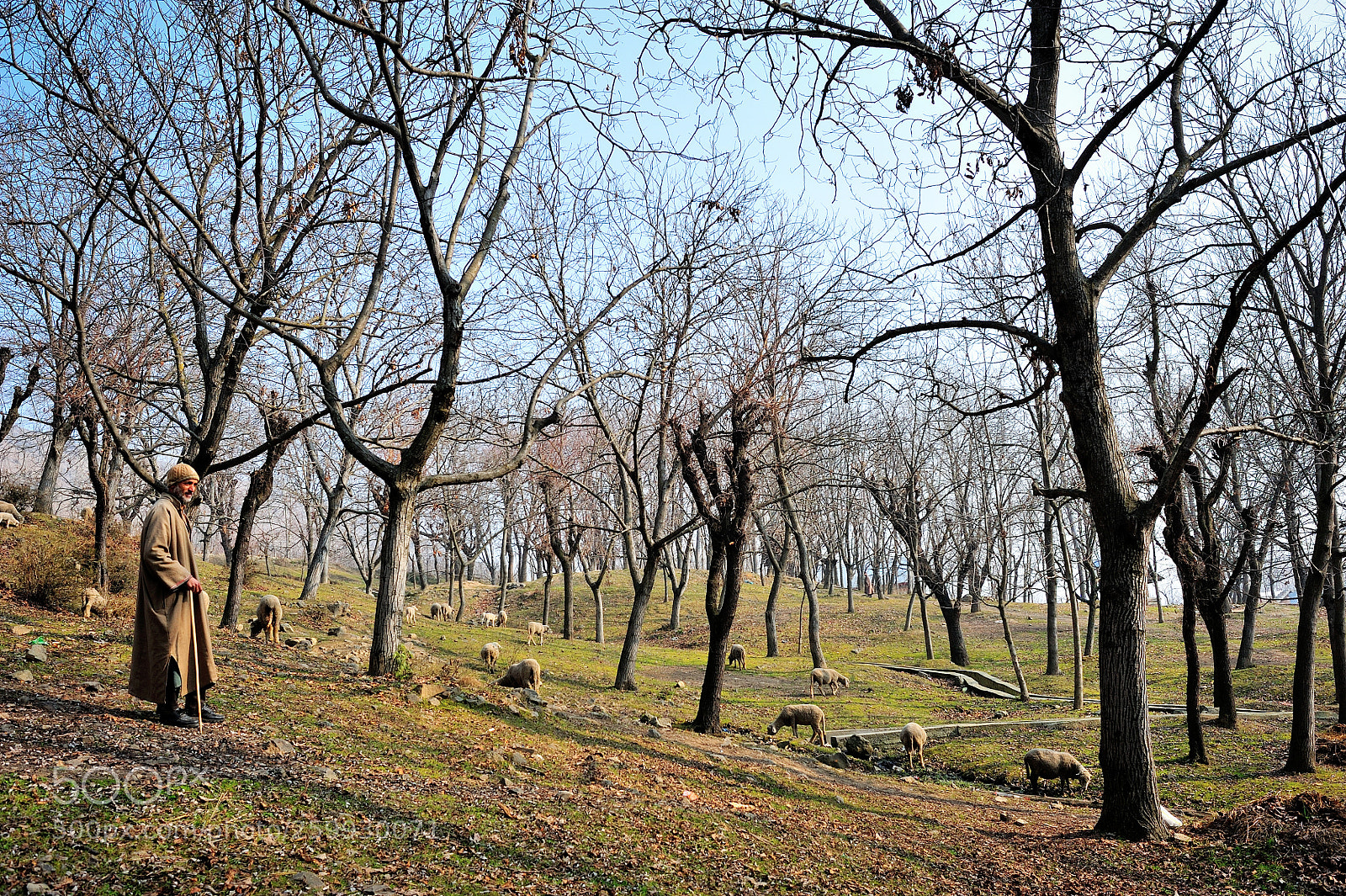 Nikon D700 sample photo. Woods photography