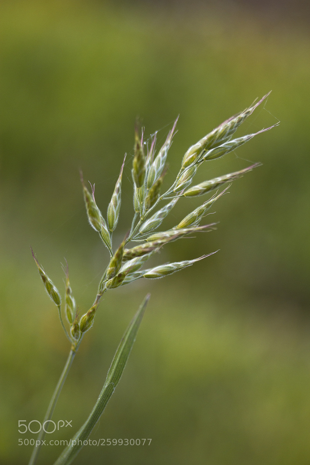 Canon EOS 60D sample photo. Wiesen-schwingel (festuca pratensis) photography