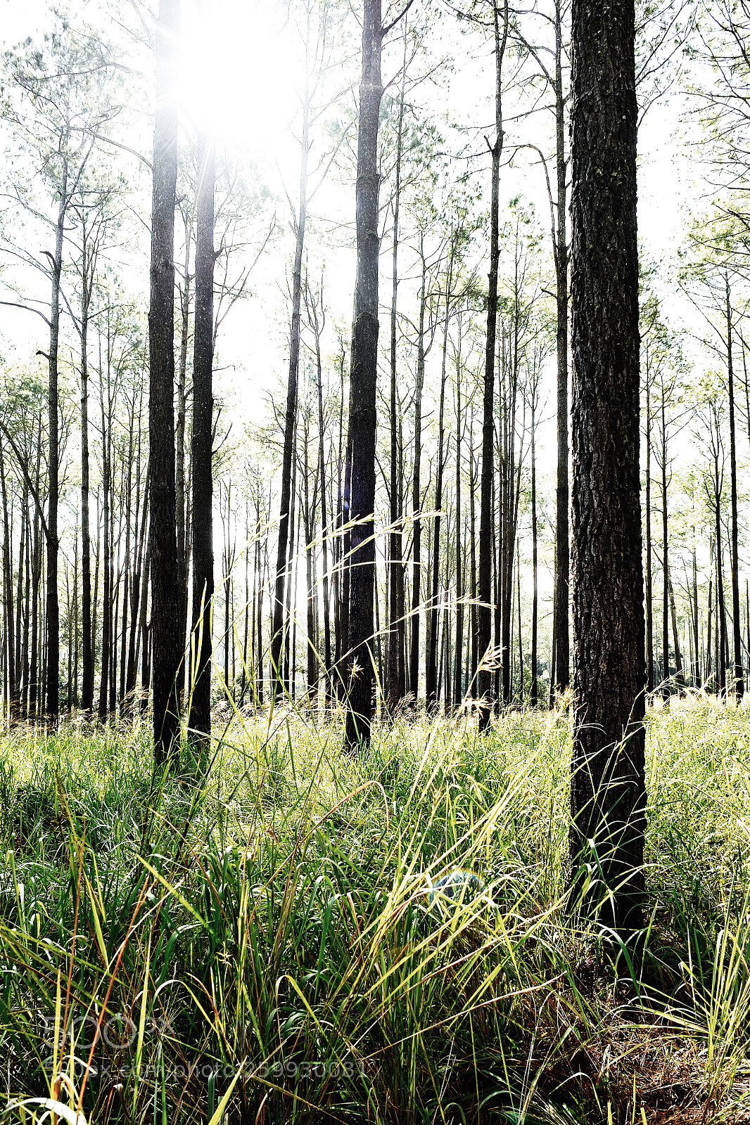 Nikon Df sample photo. Pine forest photography