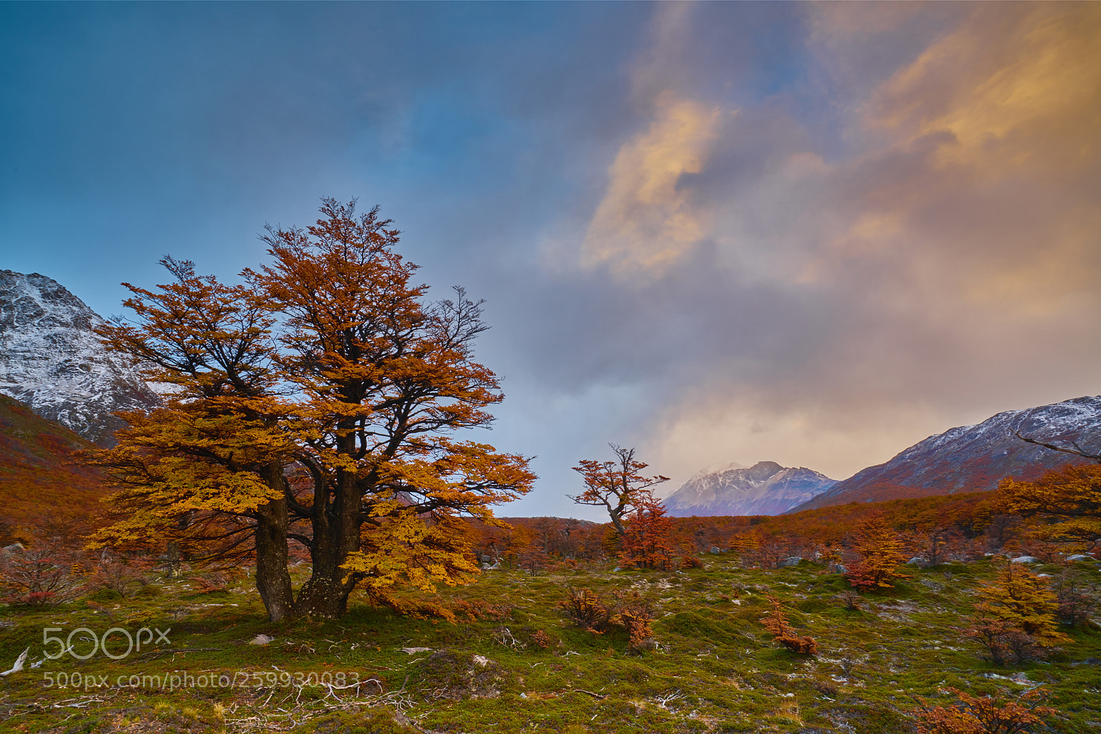 Sony a7R II sample photo. Landscape with autumn trees photography