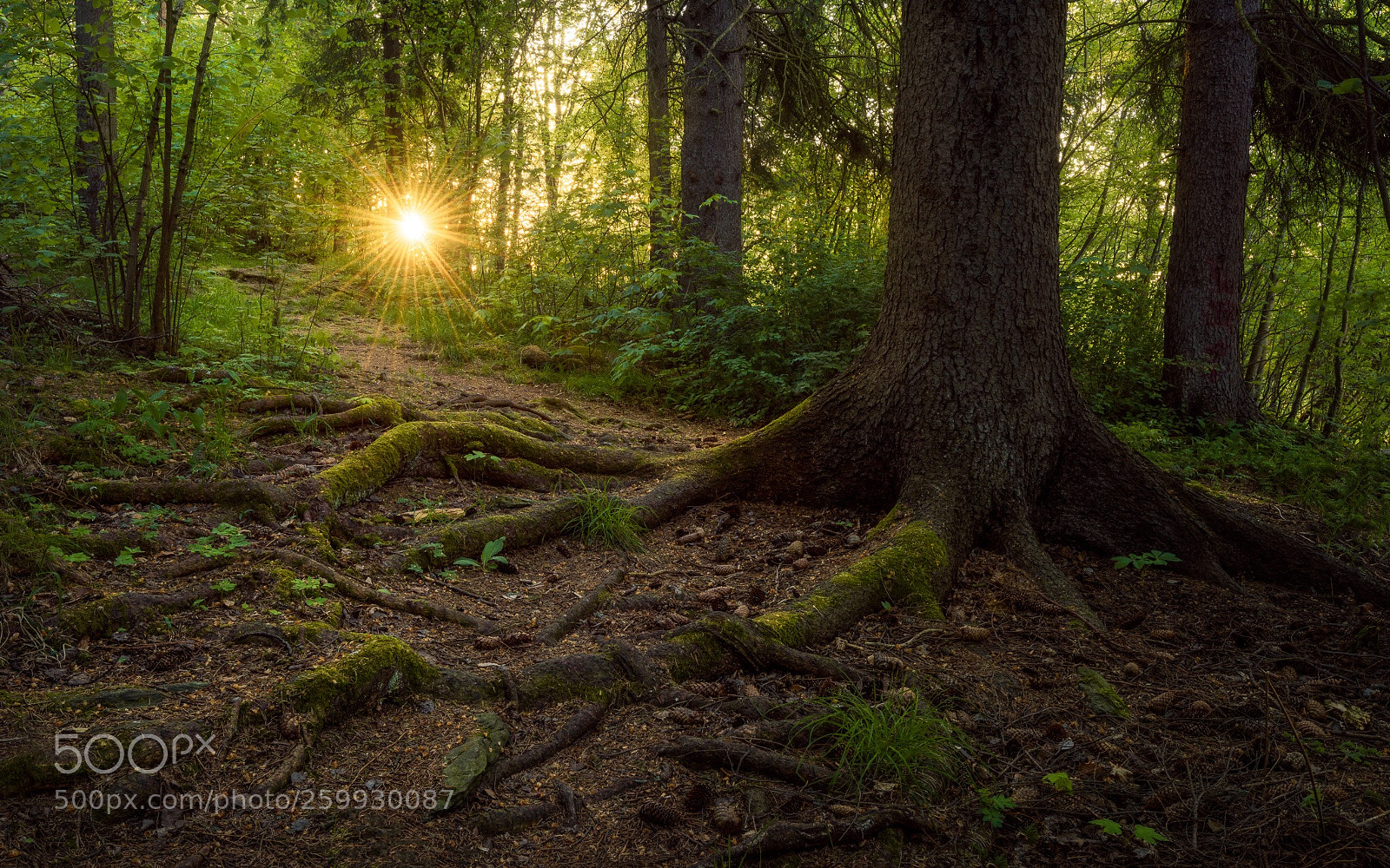 Nikon D810 sample photo. Woodland and sun photography